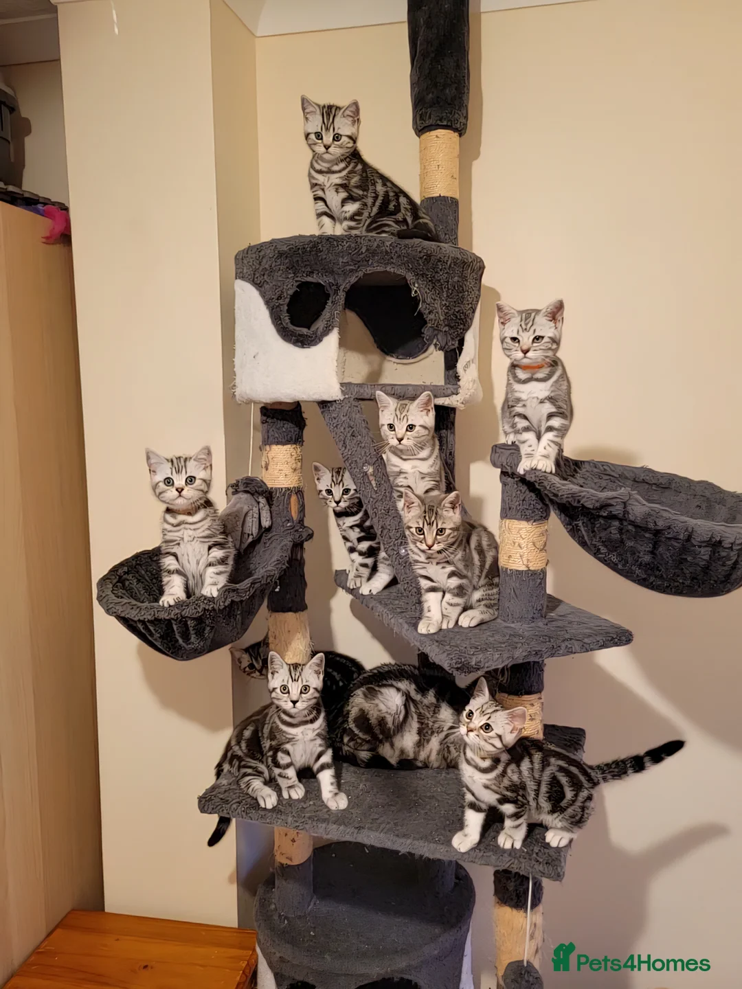 British Shorthair cats for sale: Your Furry Fantasy Awaits! - Advert 39