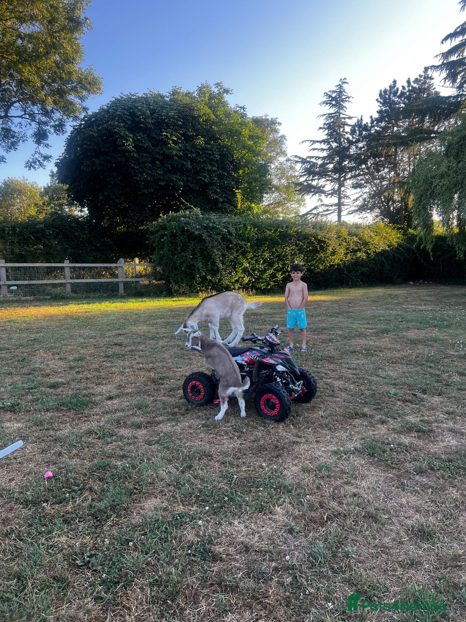 Goats livestock Very friendly female Nubian goats   - Advert 2