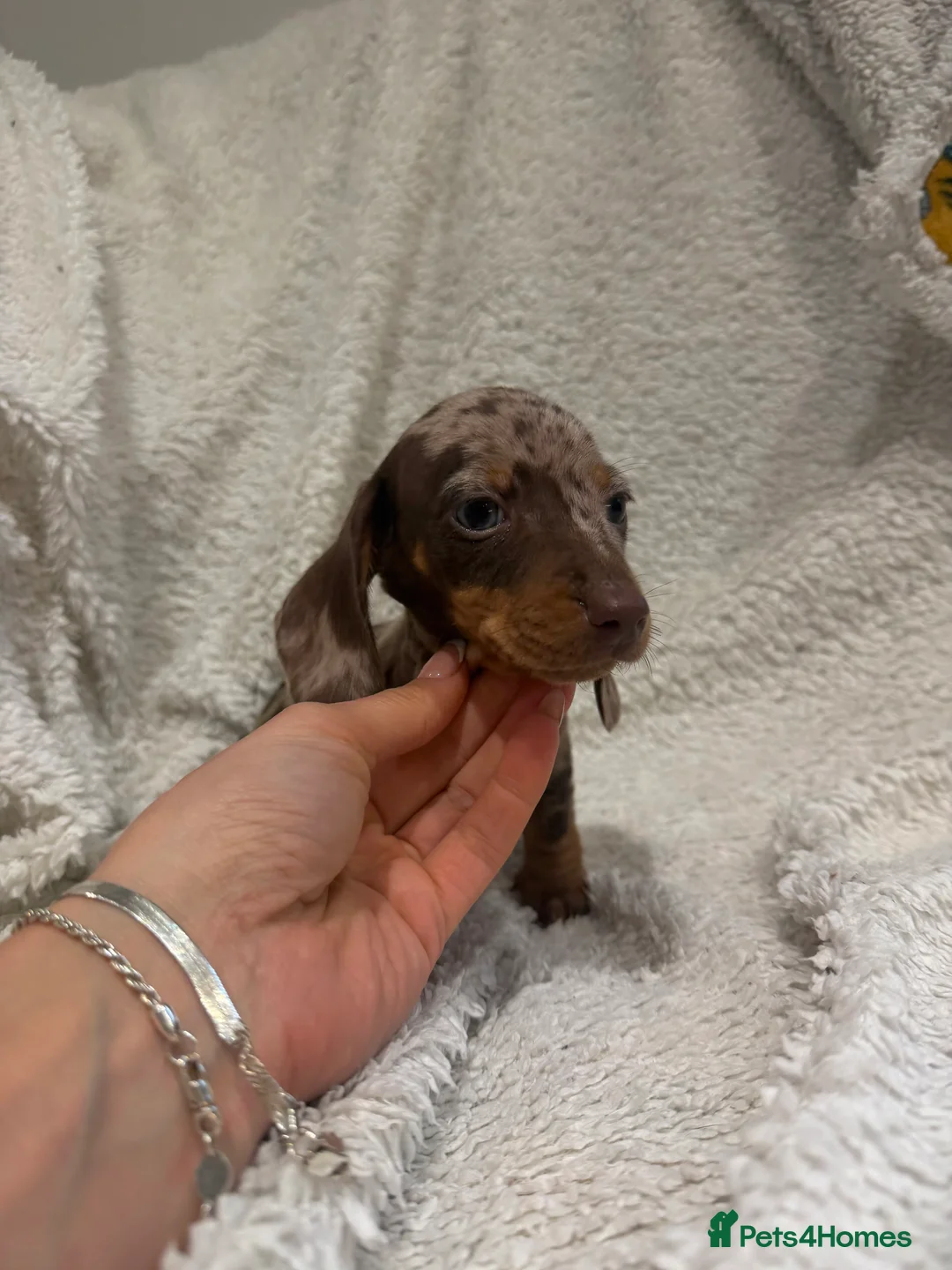 Miniature Dachshund dogs for sale: Beautiful Dachshund Male Puppies Ready now  - Advert 9