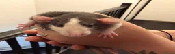 Rat rodents for sale: Adorable baby dumbo rats  - Advert 20