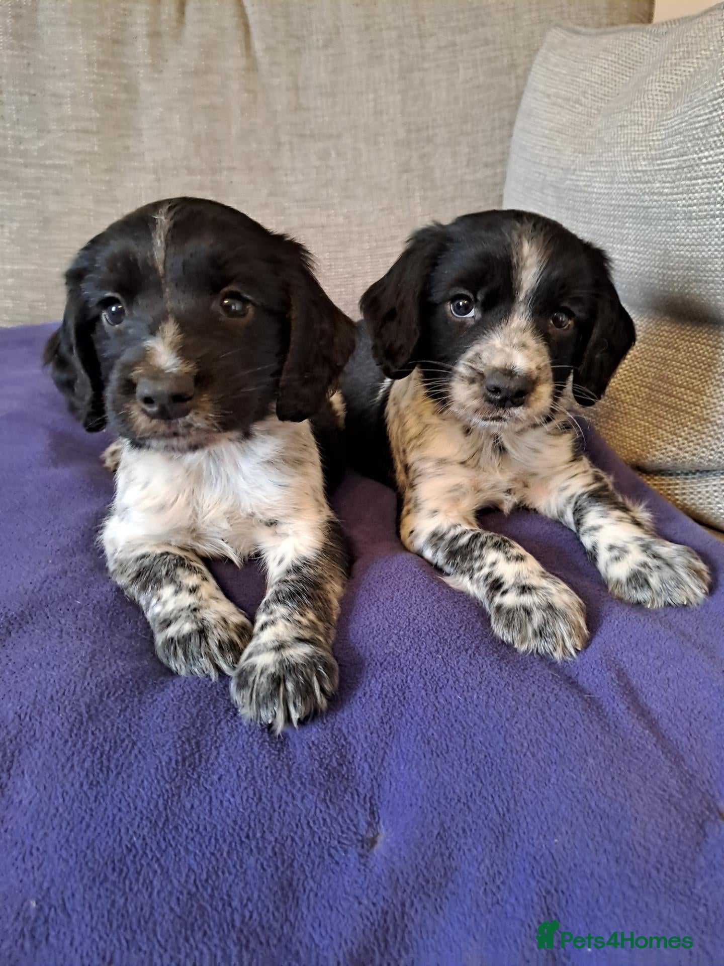 Sprocker dogs Ready this week F1 Sprocker puppies  - Advert 1