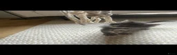 Maine Coon cats for sale: Pure breed Maine Coon silver kitten - Advert 14
