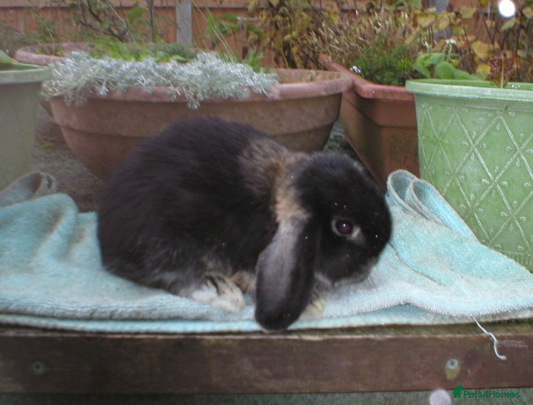Mini Lop rabbits for sale: Pretty Female & Male Minilop Baby Rabbits - Image 1