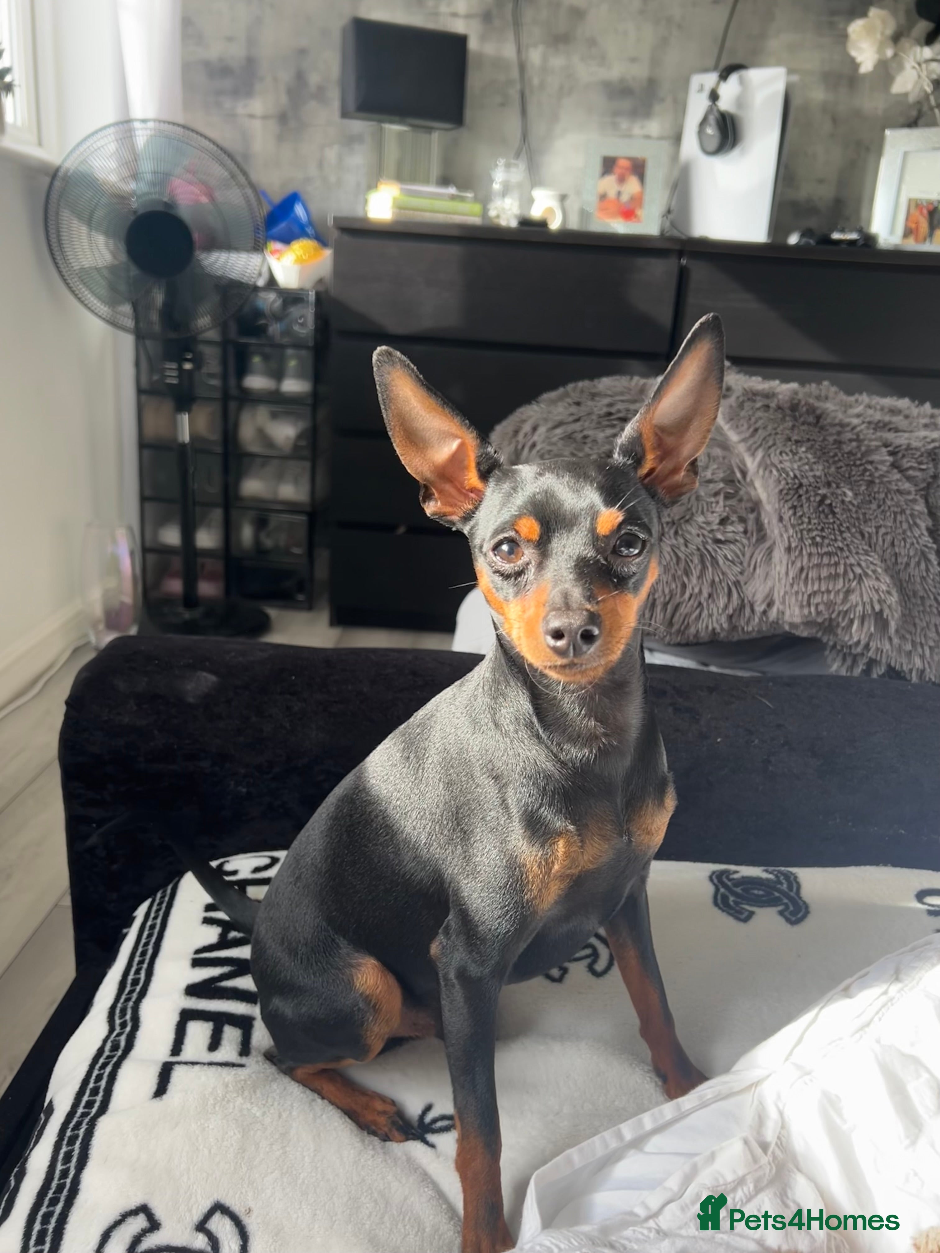Miniature Pinscher dogs **STUNNING BOY MINIATURE PINSCHER FOR STUD ONLY**  - Advert 3