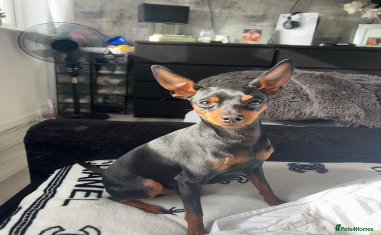 Miniature Pinscher dogs - Advert 7