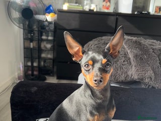 Miniature Pinscher dogs - Advert 1
