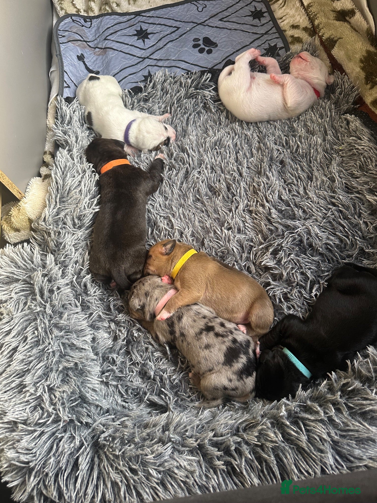 Mixed Breed dogs Beautiful little girls needing forever homes - Advert 15