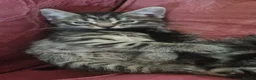 Mixed Breed cats for sale: Kittens for sale  - Advert 6