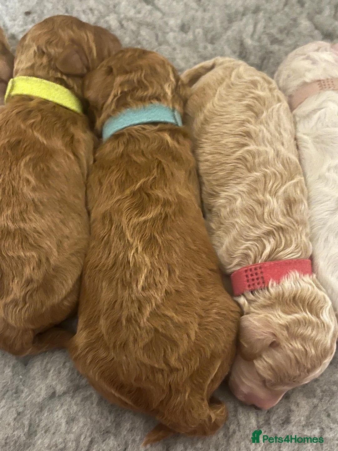 Poochon dogs for sale: Beautiful Poochon puppies for sale  - Advert 23