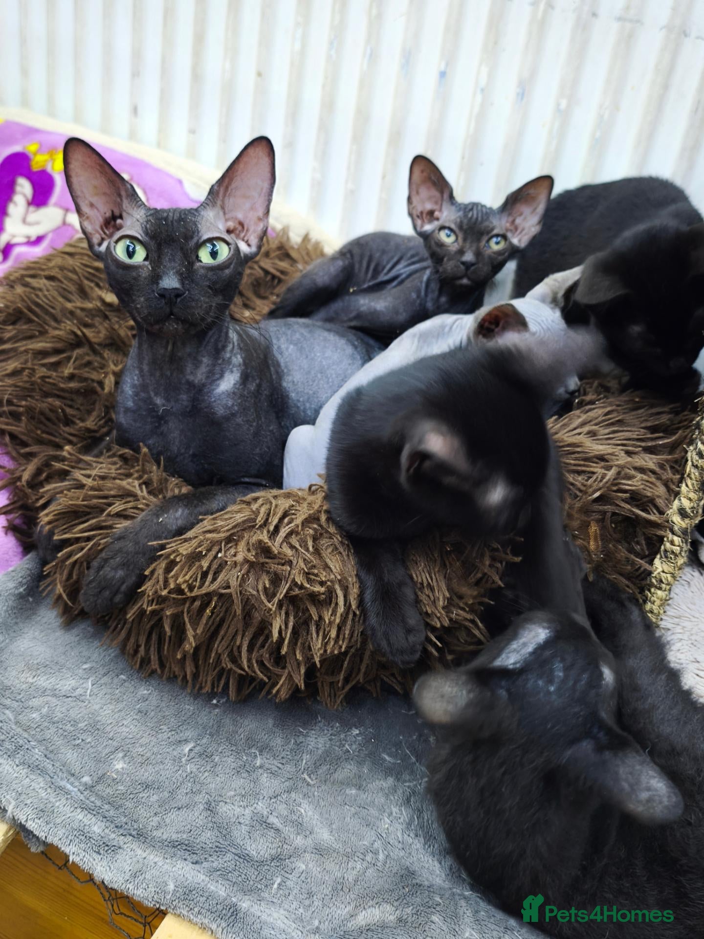 Mixed Breed cats Mixed sphynx kittens for sale  - Advert 1