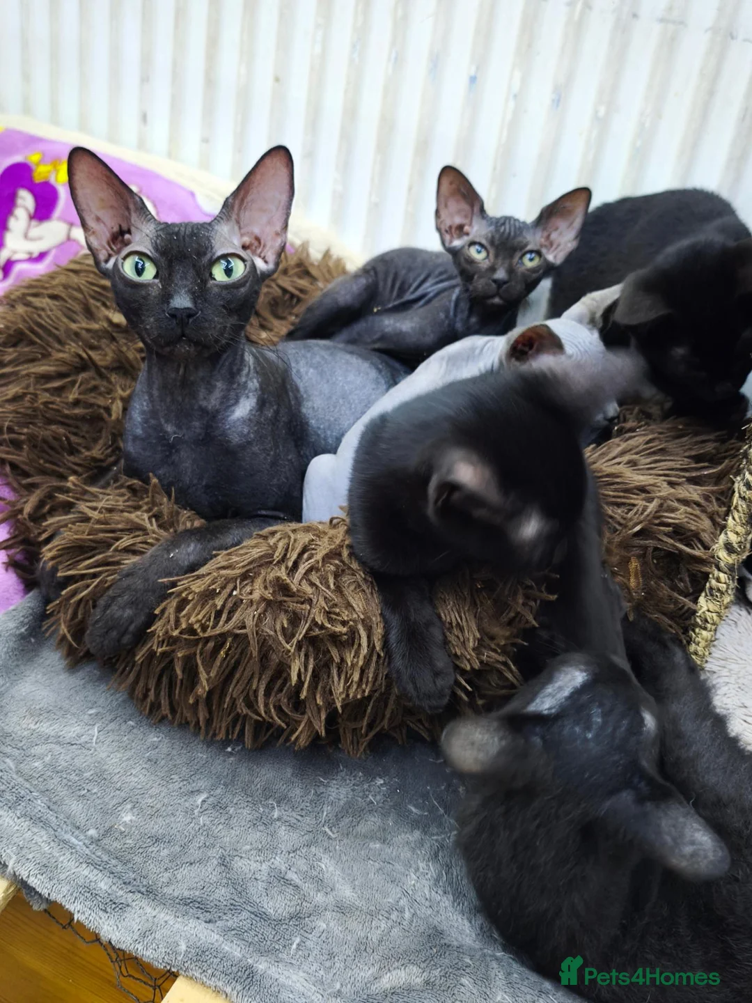 Mixed Breed cats for sale: Mixed sphynx kittens for sale  - Advert 1