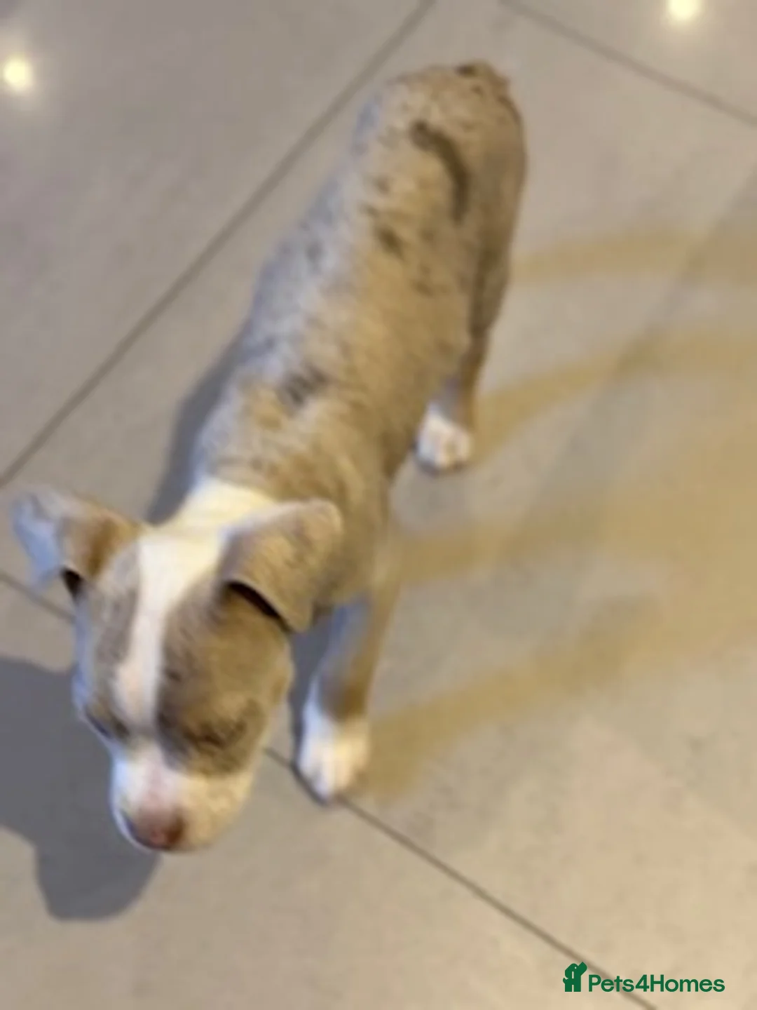 Old Tyme Bulldog dogs for sale: Olde English Fluffy bulldog puppies - Advert 20