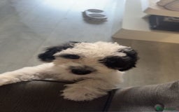 Shihpoo dogs for sale: Shihpoo girl  - Image 1