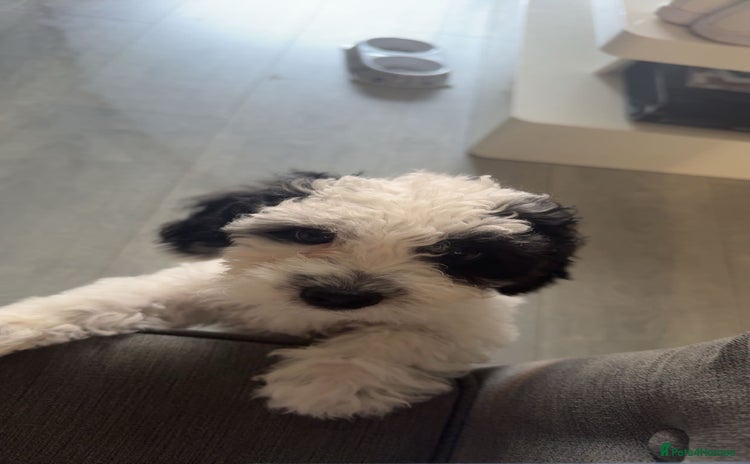 Shihpoo dogs - Advert 3