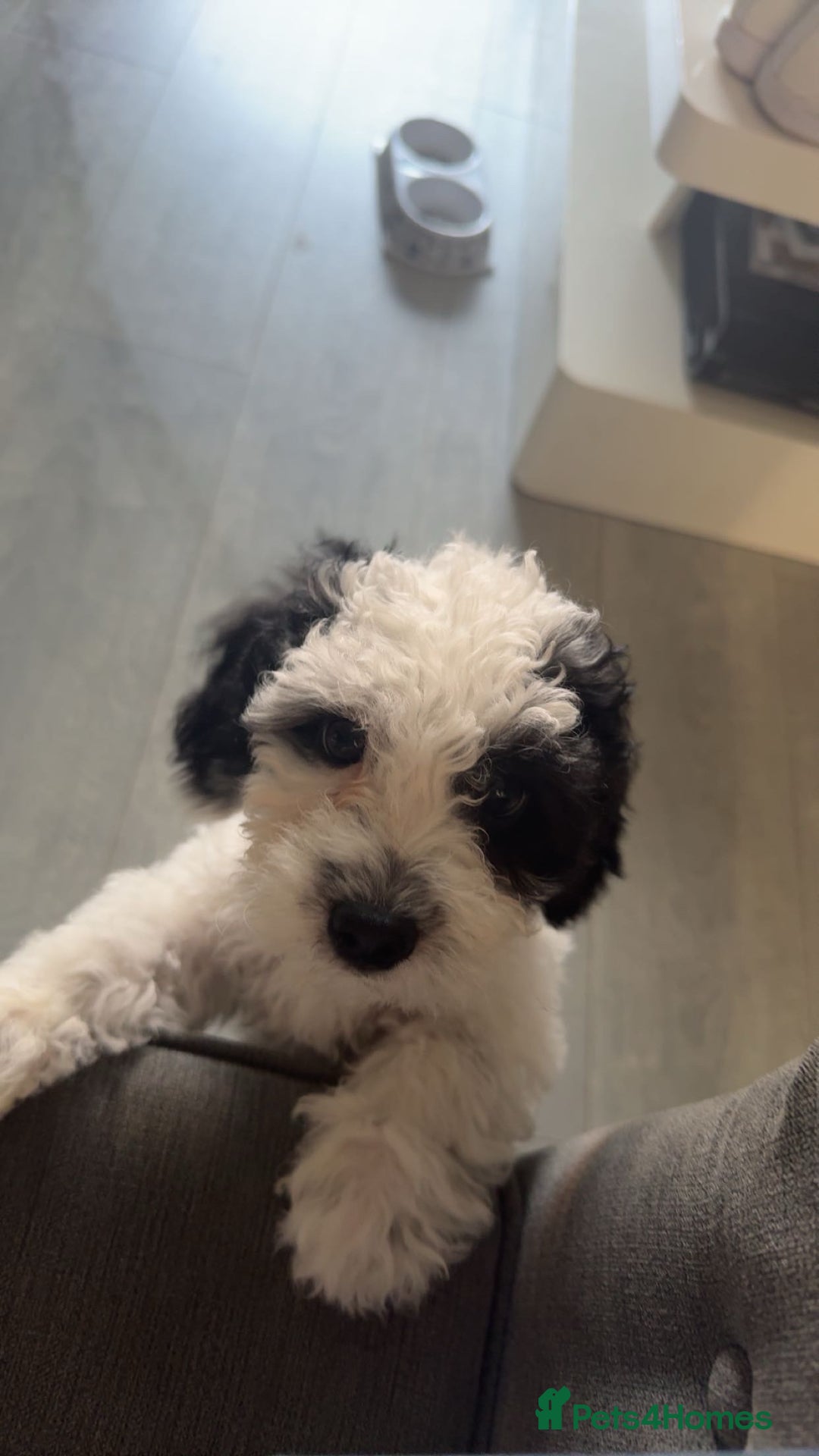 Shihpoo dogs for sale: Shihpoo girl  - Image 1