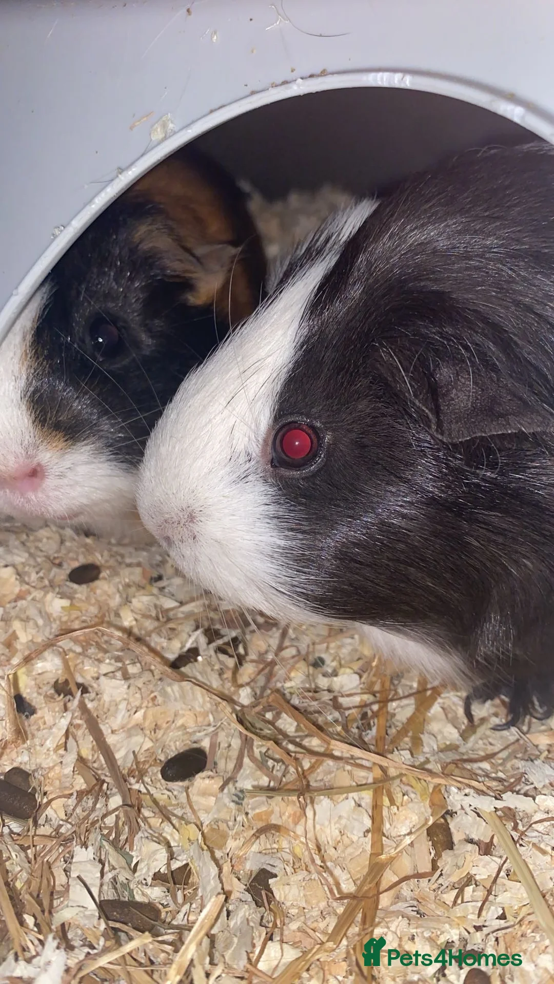 Guinea Pig rodents for sale: Bubble And Squeak - Advert 3