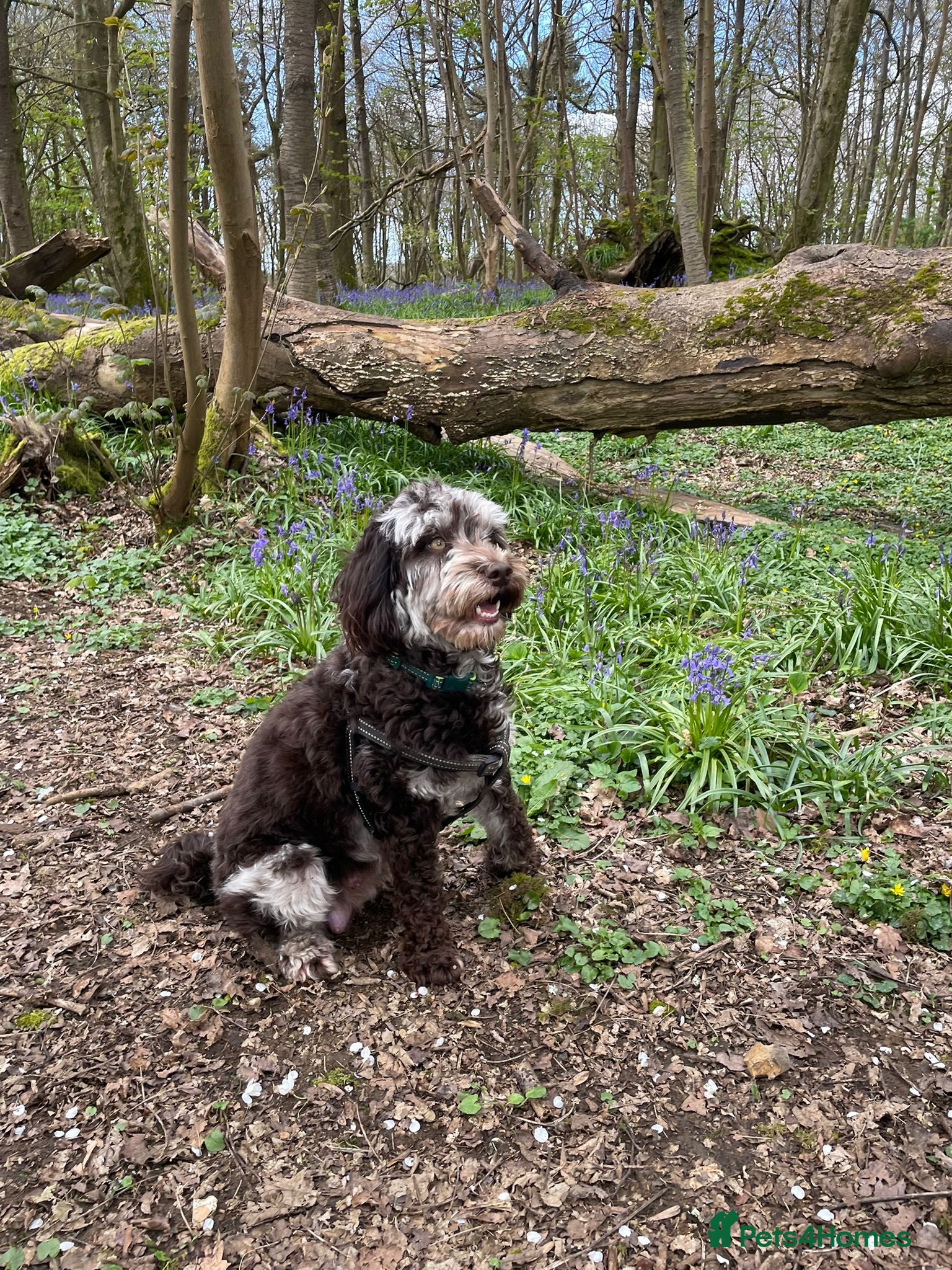 Mixed Breed dogs A litter of 3 stunning puppies.  Mum is Cockapoo. - Advert 2