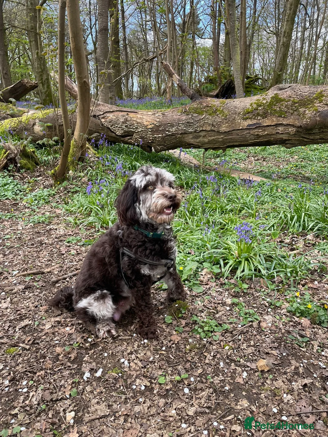 Mixed Breed dogs for sale: A litter of 3 stunning puppies.  Mum is Cockapoo. in Brighton - Advert 2