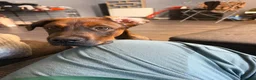 Mixed Breed dogs for sale: 4 month old Belgium Mali x Rottweiler  - Advert 2