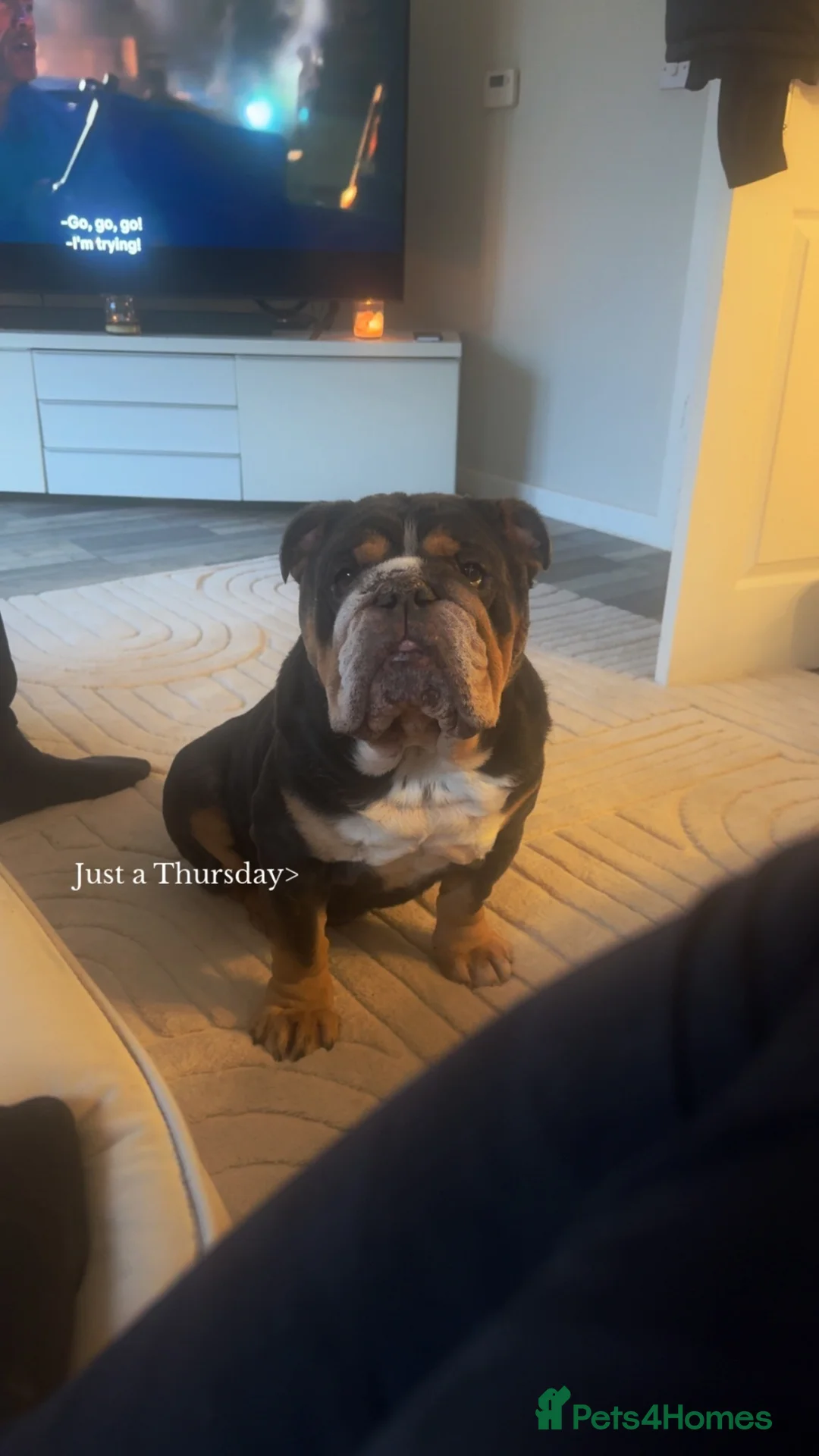 English Bulldog dogs for sale:  **   in Halifax - Advert 2