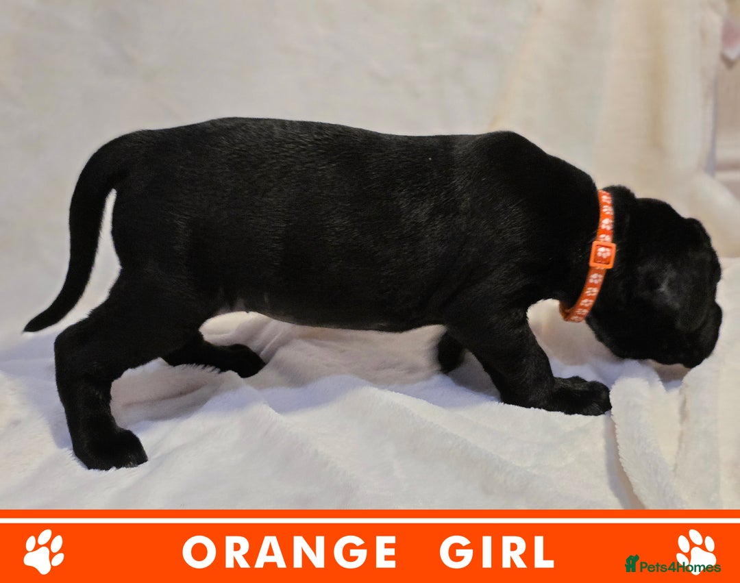 Cane Corso dogs for sale: ⭐️Cane Corso Pups⭐️Pure Championship Genes🏆 - Advert 11