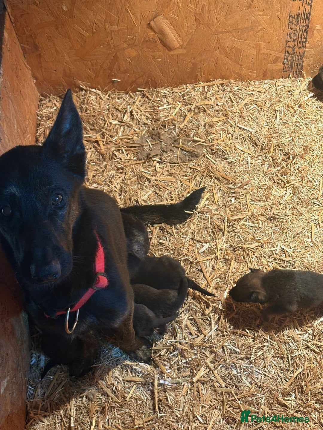 Belgian Shepherd Dog dogs for sale: 🐾Belgian Malinois Puppies Looking for Homes🐾 - Advert 13