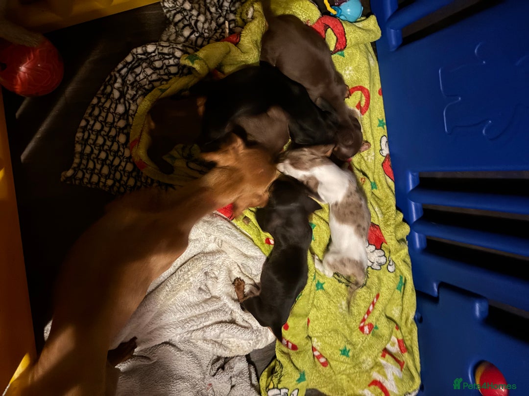 Miniature Dachshund dogs for sale: Miniature dachshunds - Advert 18