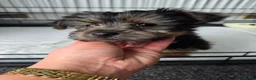 Yorkshire Terrier dogs for sale: Mini Yorkshire Terrier Puppies for Sale  in Doncaster - Advert 2