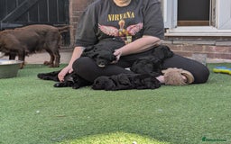 Cockapoo dogs for sale: We have Four Beautiful Cockerpoo Puppies Available - Image 18