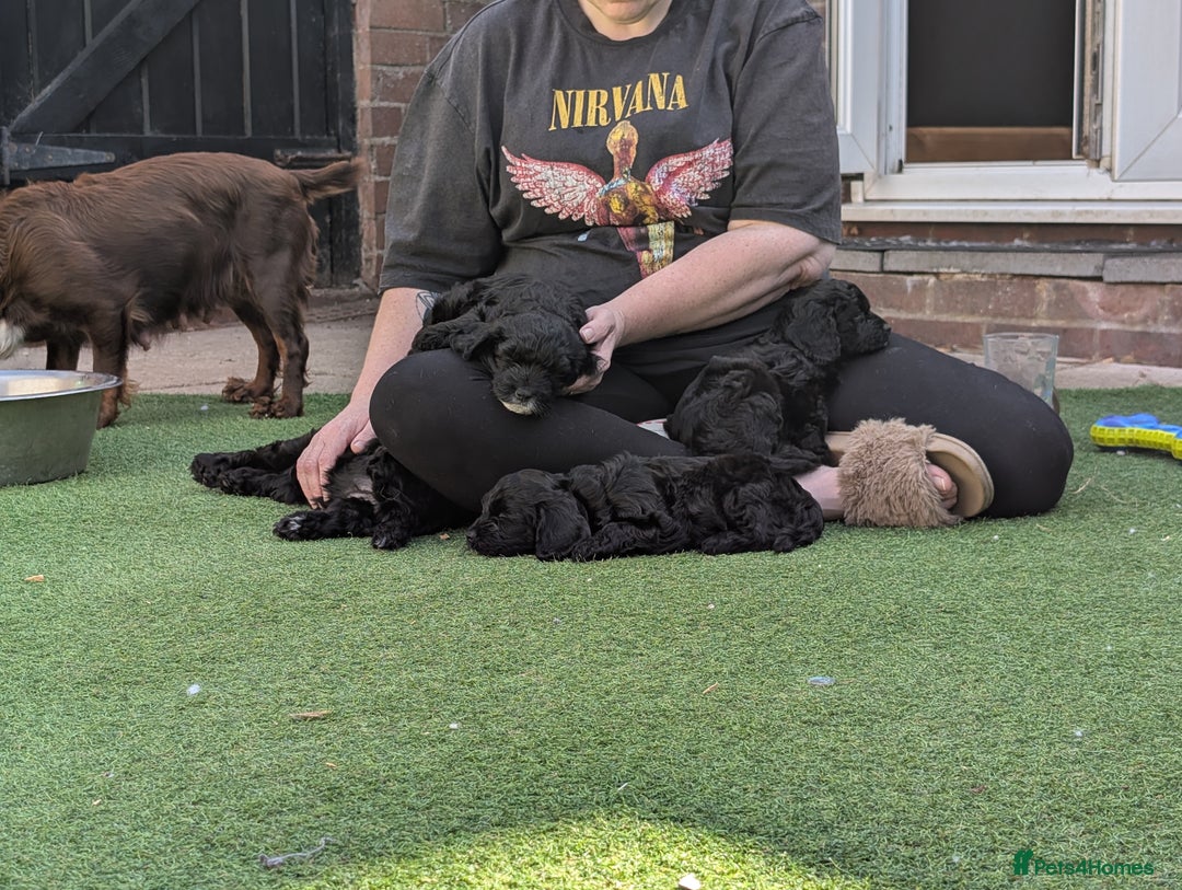 Cockapoo dogs for sale: We have Four Beautiful Cockerpoo Puppies Available - Image 18