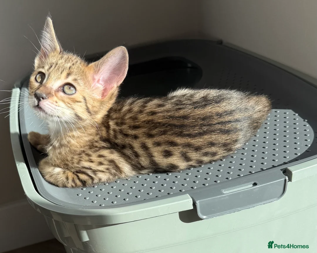 Savannah cats for sale: TICA F3 Savannah Kittens - Luxe Cat co. in Blackpool - Advert 17