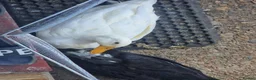 Ducks poultry for sale: Runner ducks for sale 4 months old - Advert 4