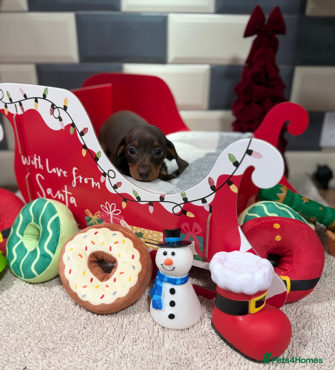 Miniature Dachshund dogs for sale: Outstanding kc reg pra clear minis  - Image 10