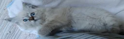 Siberian cats for sale: Pure Siberian Kittens For Sale  - Advert 6
