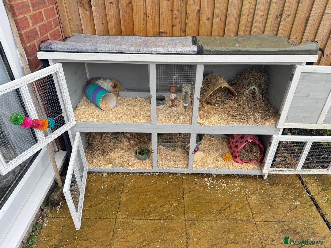 Guinea Pig rodents for sale: 2 Male Guinea Pigs, optional Hutch & Accessories  - Advert 14