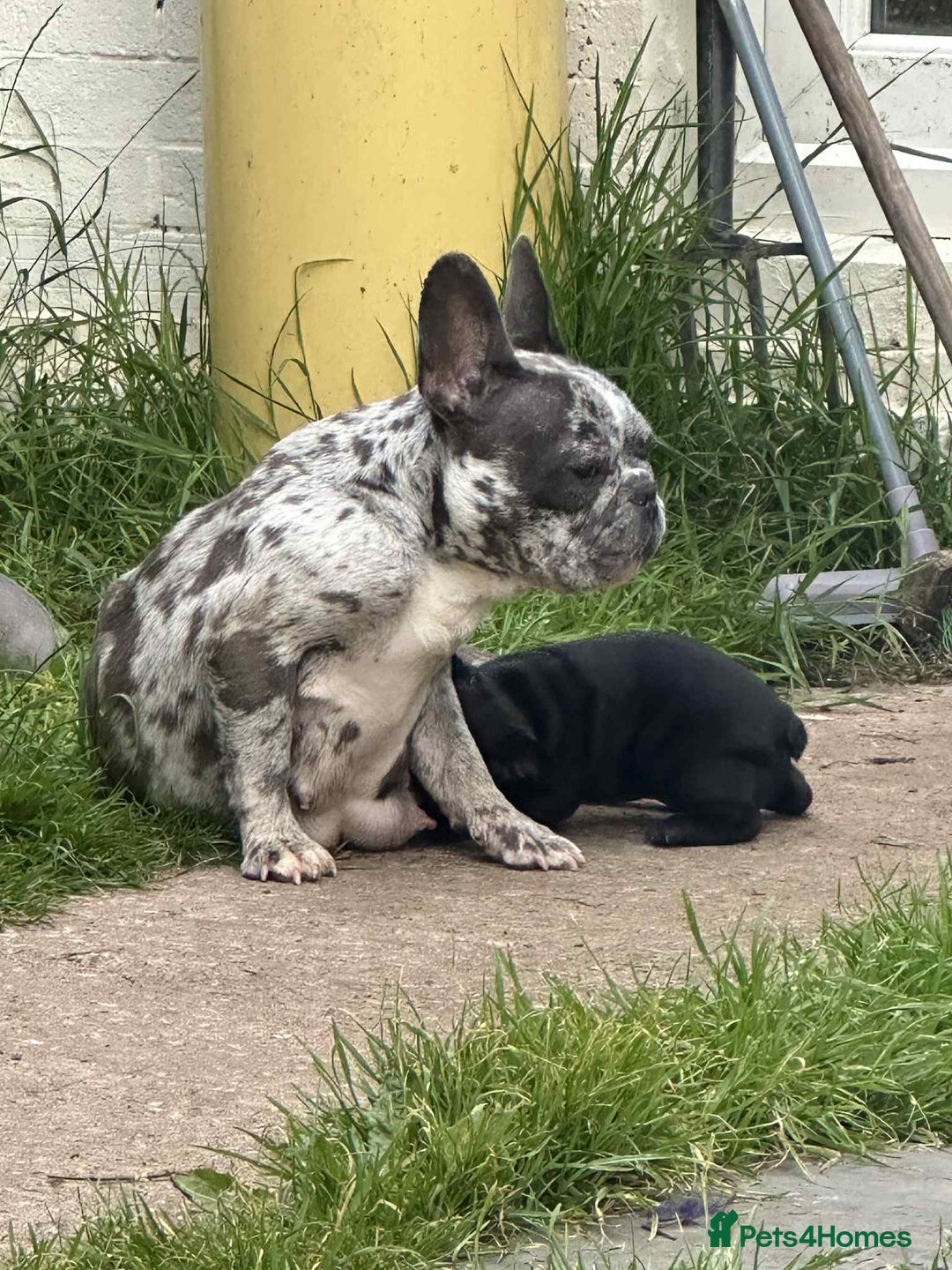French Bulldog dogs for sale: French Bulldogs  - Image 6