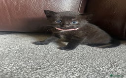 Mixed Breed cats for sale: Beautiful kittens looking for their forever home  - Image 2