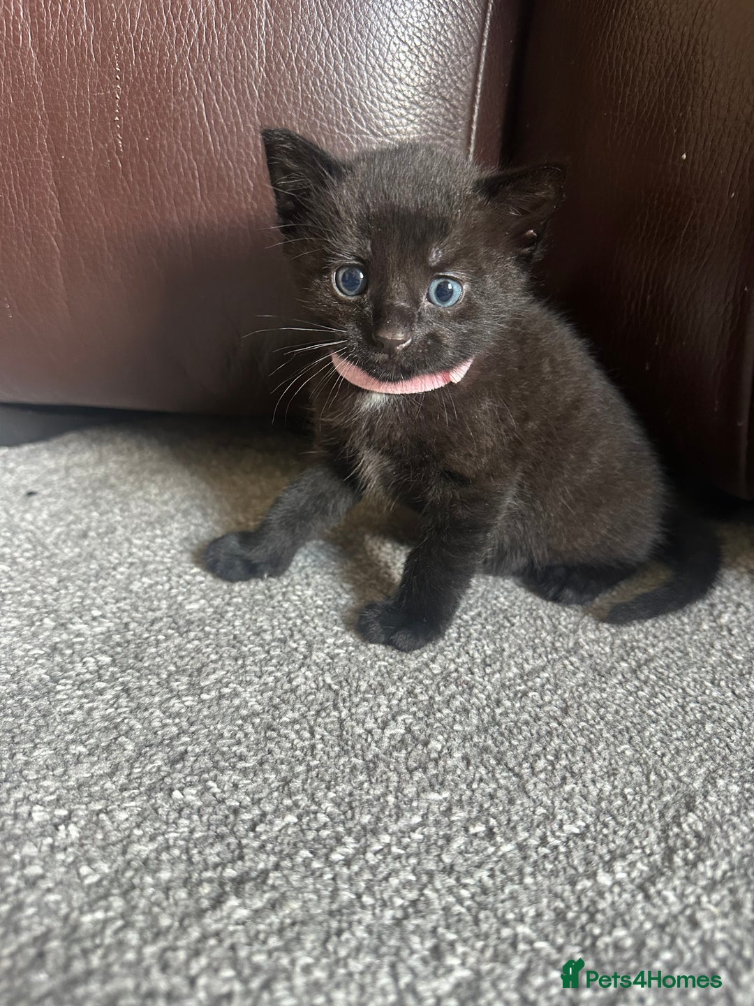Mixed Breed cats for sale: Beautiful kittens looking for their forever home  - Image 2