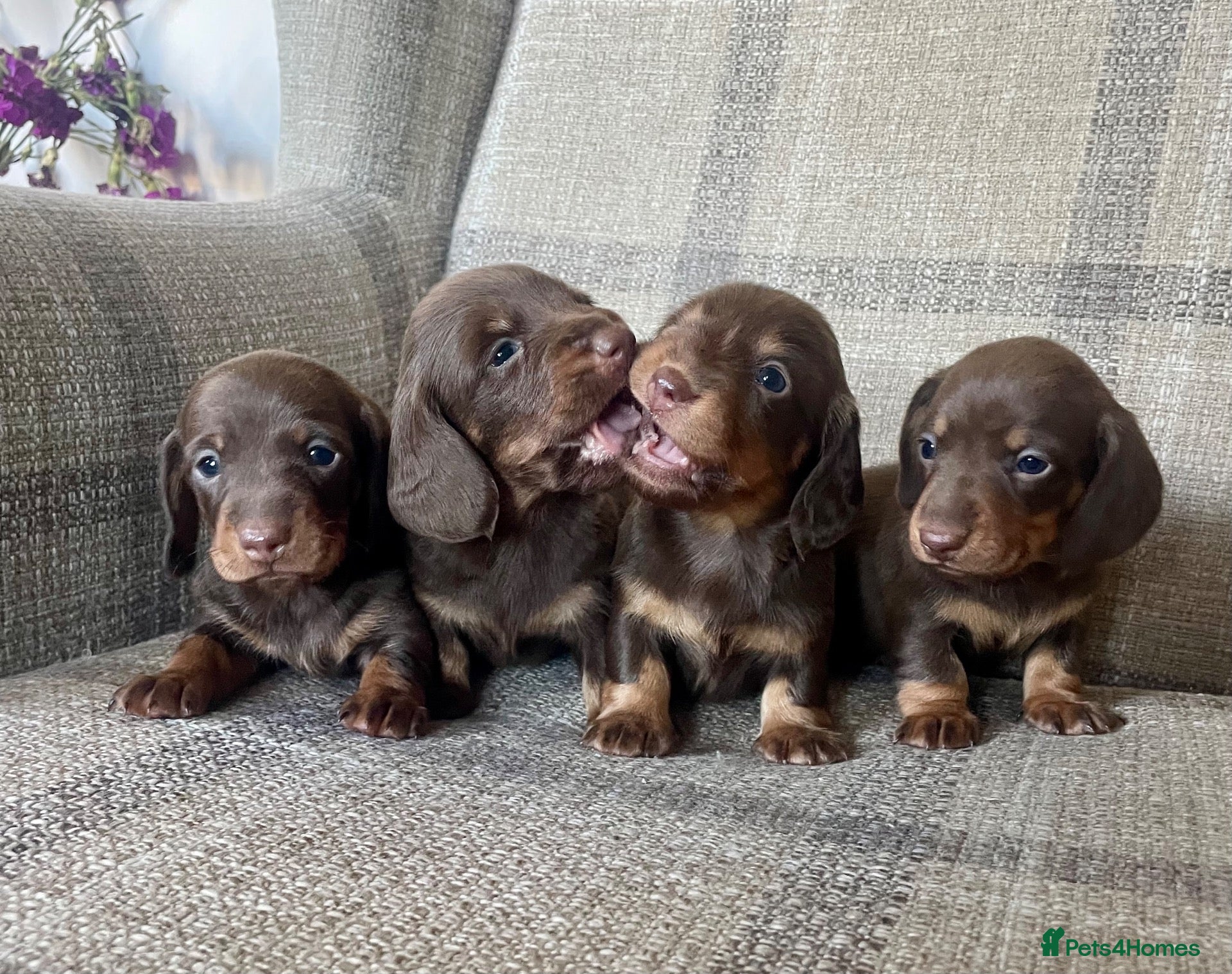 Miniature Dachshund dogs KC reg  breed standard Miniature Dachshund puppies - Advert 1