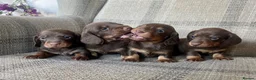 Miniature Dachshund dogs for sale: KC reg  breed standard Miniature Dachshund puppies - Advert 1