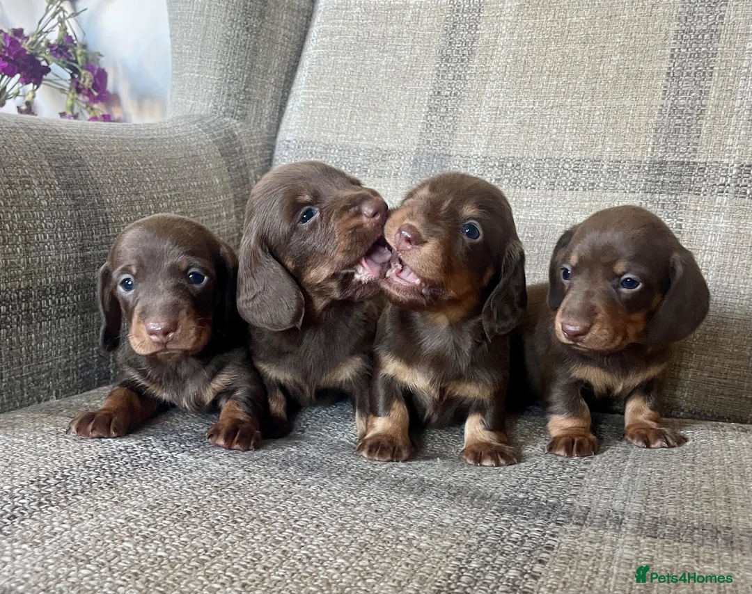 Miniature Dachshund dogs for sale: KC reg  breed standard Miniature Dachshund puppies - Advert 1