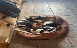 Jack Russell dogs for sale: Jack Russell pups  - Image 2