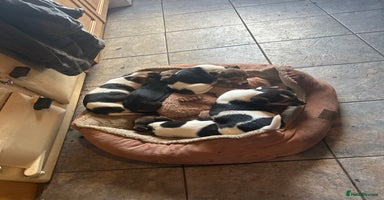 Jack Russell dogs - Advert 13