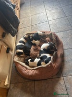 Jack Russell dogs - Advert 3