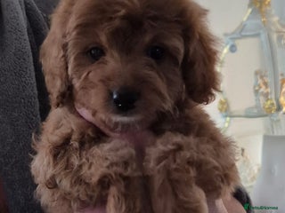 Cavapoo dogs F1bb extensively health tested caverpoo pups - Advert 13