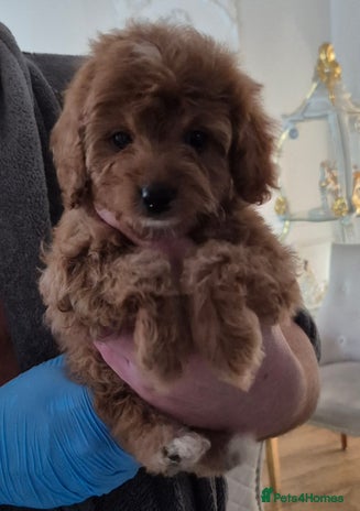 Cavapoo dogs F1bb extensively health tested caverpoo pups - Advert 3