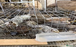 Quail poultry for sale: Coturnix quail  - Image 3