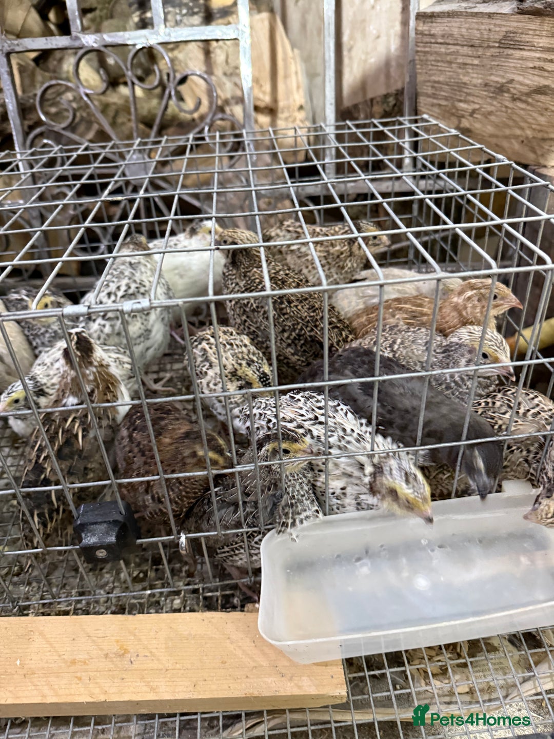 Quail poultry for sale: Coturnix quail  - Image 3