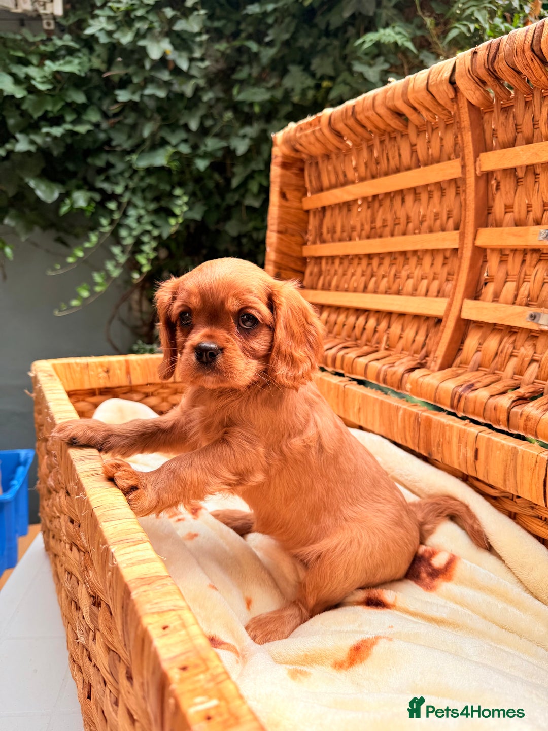 Cavalier King Charles Spaniel dogs for sale: Quality KC Health Tested Ruby CKCS Pups For  Sale - Image 13