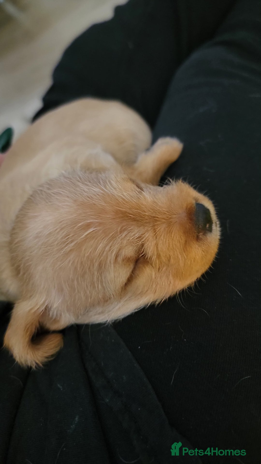 Mixed Breed dogs for sale: Frenchie x cockerpoo pups - Image 7